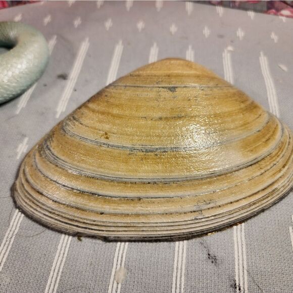 DECOUPAGE CLAM SHELL DECOUPAGE XMAS RED TRUCK 🚚 ON A CLAM SHELL TRINKET DISH - Picture 11 of 11